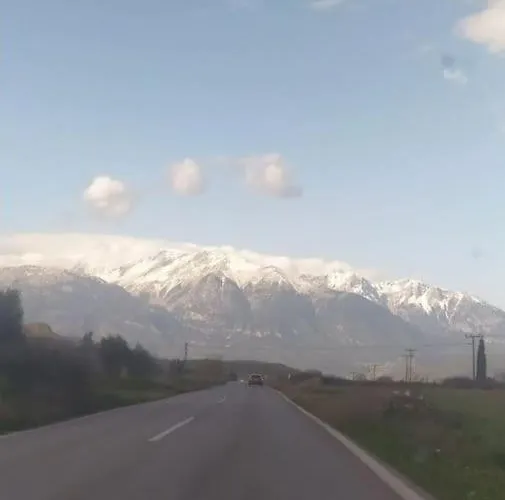 ελιά παραδοσιάκο σπίτι στην